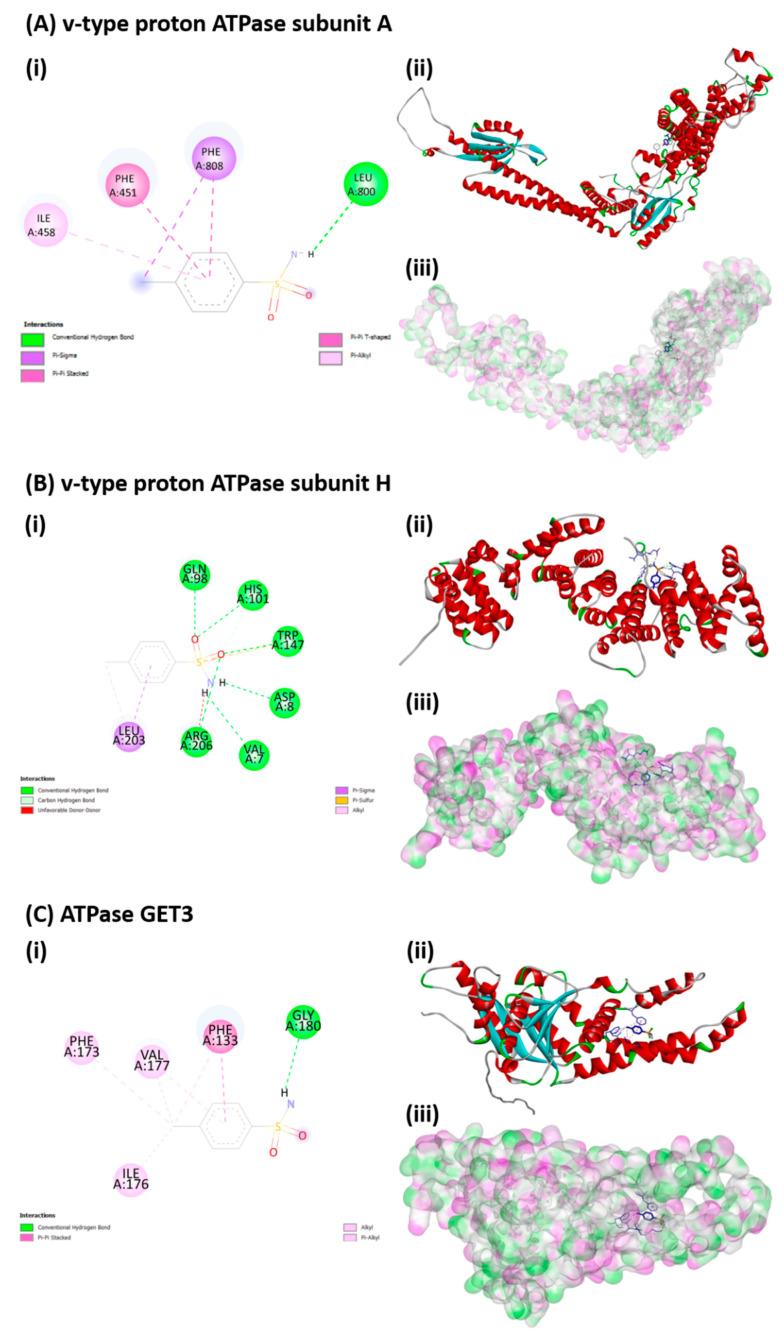 https://cdn.ncbi.nlm.nih.gov/pmc/blobs/11d9/9405983/0363feda488f/biomolecules-12-01103-g0A1a.jpg
