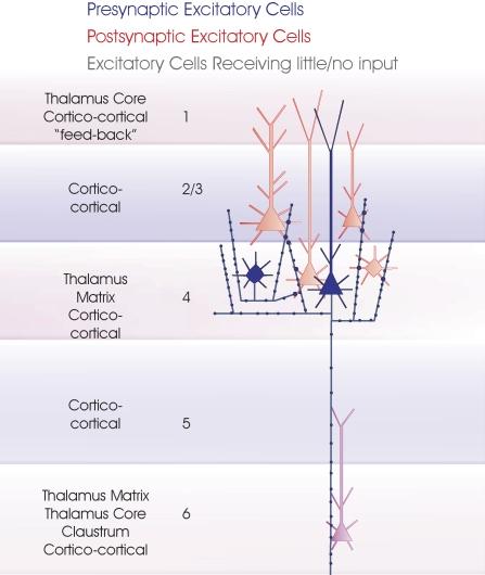 https://cdn.ncbi.nlm.nih.gov/pmc/blobs/11de/2518047/ff8c19b07344/fnins-01-019-g003.jpg