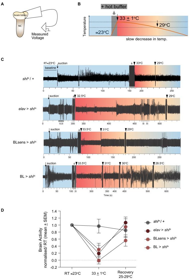 https://cdn.ncbi.nlm.nih.gov/pmc/blobs/11de/6879304/b5e7d896b72a/elife-50316-fig4.jpg
