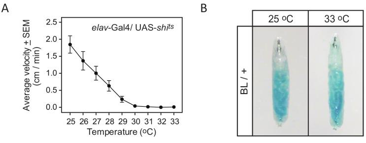 https://cdn.ncbi.nlm.nih.gov/pmc/blobs/11de/6879304/b6e7ad0e3be2/elife-50316-fig3.jpg