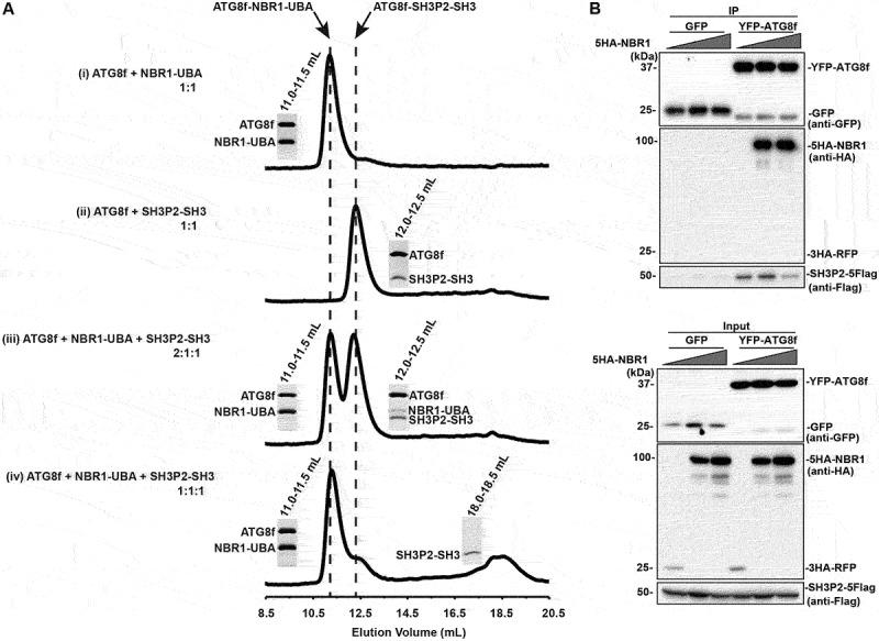 https://cdn.ncbi.nlm.nih.gov/pmc/blobs/11df/9225624/cec473580693/KAUP_A_1976965_F0004_B.jpg