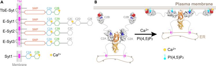https://cdn.ncbi.nlm.nih.gov/pmc/blobs/11e2/8093936/1c6d9eefd505/gr8.jpg