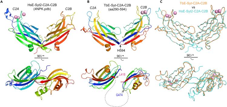 https://cdn.ncbi.nlm.nih.gov/pmc/blobs/11e2/8093936/7591950773ba/gr7.jpg