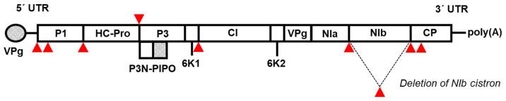 https://cdn.ncbi.nlm.nih.gov/pmc/blobs/11e4/11680211/b0f78ff6443e/viruses-16-01920-g001.jpg