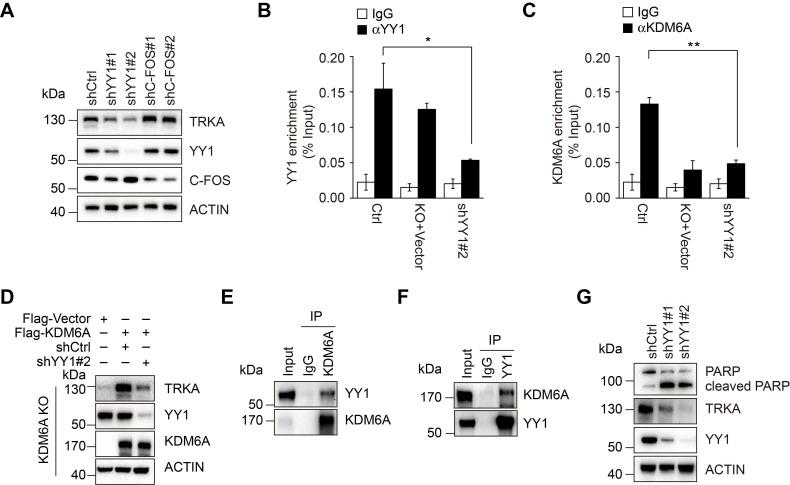 https://cdn.ncbi.nlm.nih.gov/pmc/blobs/11e8/7806474/18c29b5b24c8/thnov11p2691g005.jpg