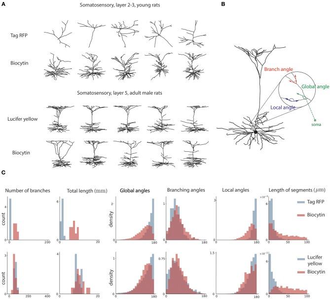 https://cdn.ncbi.nlm.nih.gov/pmc/blobs/11eb/6541099/a880ca316905/fninf-13-00036-g0002.jpg