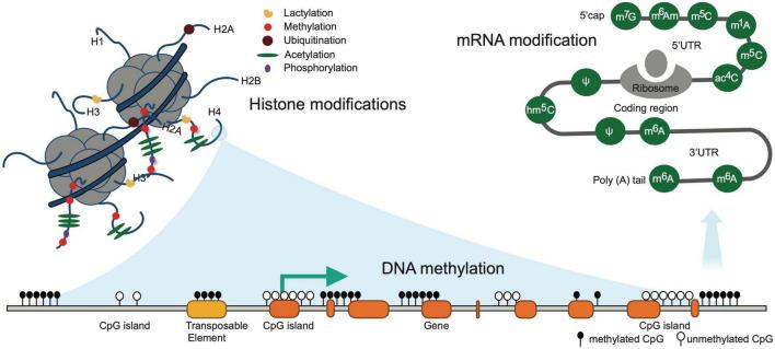 https://cdn.ncbi.nlm.nih.gov/pmc/blobs/11ee/9610114/bcbc1f532ace/fnins-16-981726-g002.jpg
