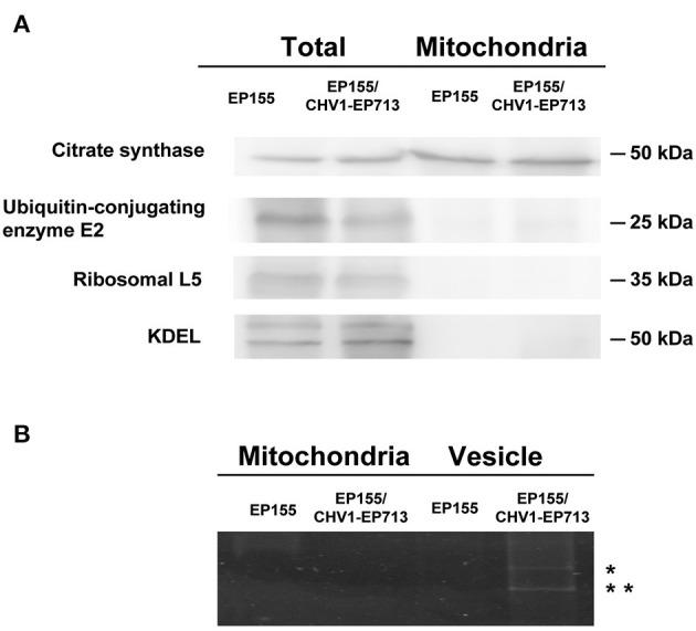 https://cdn.ncbi.nlm.nih.gov/pmc/blobs/11f5/10336323/fe2587d414d5/fmicb-14-1206603-g0002.jpg