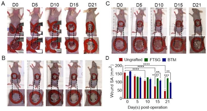https://cdn.ncbi.nlm.nih.gov/pmc/blobs/11f9/10671506/f52c4cb24654/ijms-24-16277-g001.jpg
