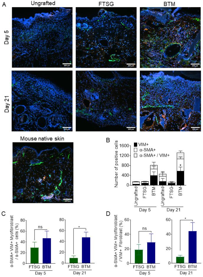 https://cdn.ncbi.nlm.nih.gov/pmc/blobs/11f9/10671506/f6d01e28f095/ijms-24-16277-g004.jpg