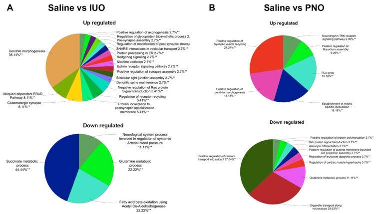 https://cdn.ncbi.nlm.nih.gov/pmc/blobs/11fa/9179517/c51e9ad3edf1/cells-11-01740-g004.jpg
