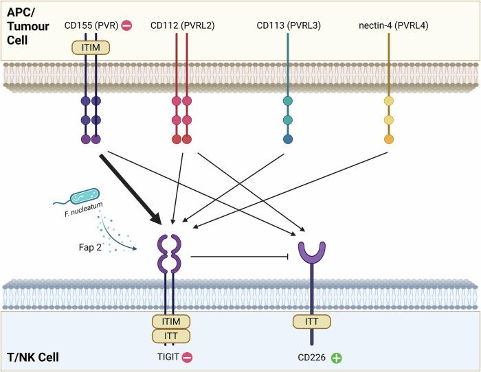https://cdn.ncbi.nlm.nih.gov/pmc/blobs/11fd/12402281/04b1cae204ad/41419_2025_7984_Fig1_HTML.jpg