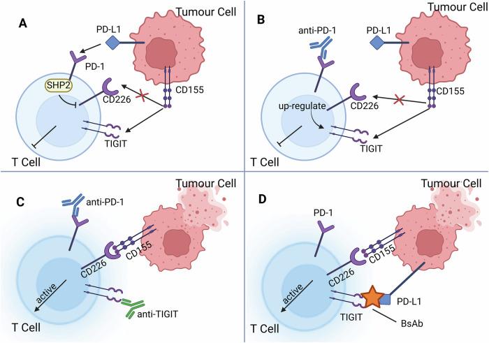 https://cdn.ncbi.nlm.nih.gov/pmc/blobs/11fd/12402281/d8896bdcfb6d/41419_2025_7984_Fig2_HTML.jpg