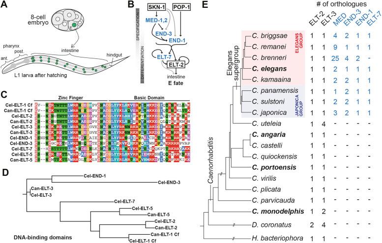 https://cdn.ncbi.nlm.nih.gov/pmc/blobs/11fd/9720673/0faf4824087c/develop-149-200984-g1.jpg