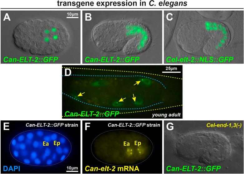 https://cdn.ncbi.nlm.nih.gov/pmc/blobs/11fd/9720673/5b9b124d95d1/develop-149-200984-g4.jpg