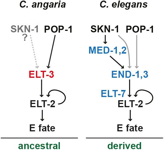 https://cdn.ncbi.nlm.nih.gov/pmc/blobs/11fd/9720673/b1a4f49c964f/develop-149-200984-g9.jpg
