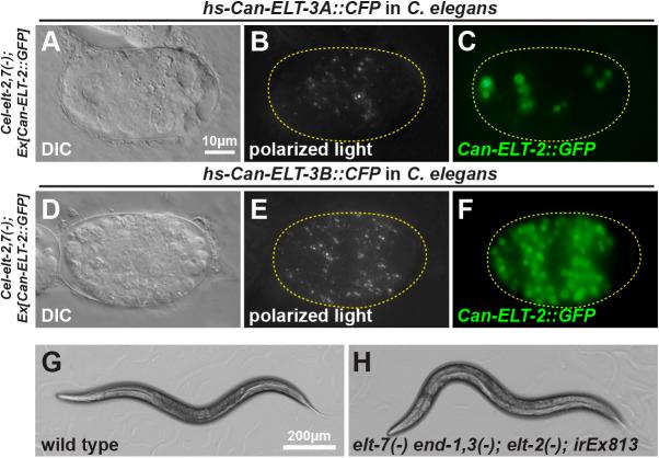 https://cdn.ncbi.nlm.nih.gov/pmc/blobs/11fd/9720673/e15f09a3cdc8/develop-149-200984-g8.jpg