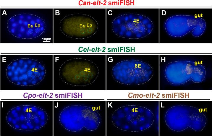 https://cdn.ncbi.nlm.nih.gov/pmc/blobs/11fd/9720673/f7737142deb3/develop-149-200984-g3.jpg
