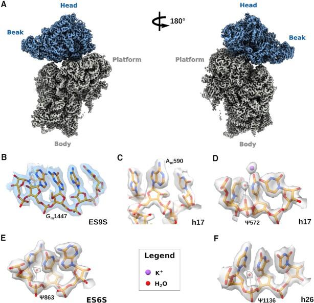 https://cdn.ncbi.nlm.nih.gov/pmc/blobs/11fe/10164566/621973e7a9fc/gkad194fig1.jpg