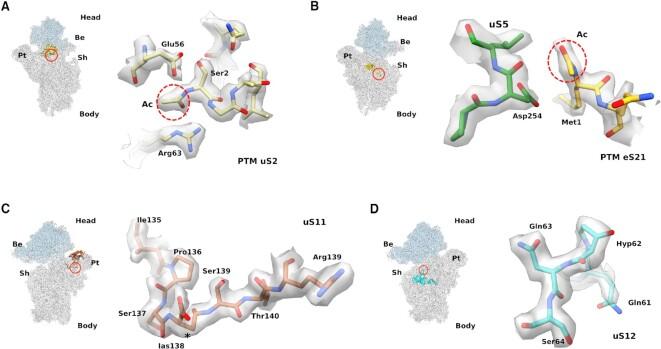 https://cdn.ncbi.nlm.nih.gov/pmc/blobs/11fe/10164566/929e301cffe3/gkad194fig5.jpg