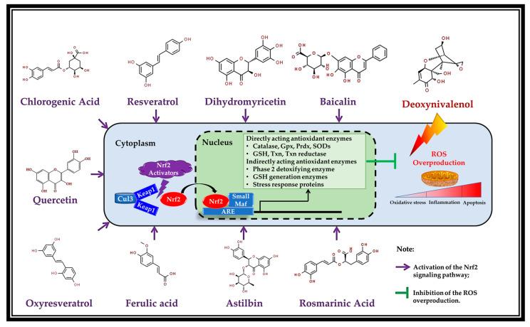 https://cdn.ncbi.nlm.nih.gov/pmc/blobs/1200/9774656/778fa331876e/antioxidants-11-02379-g002.jpg
