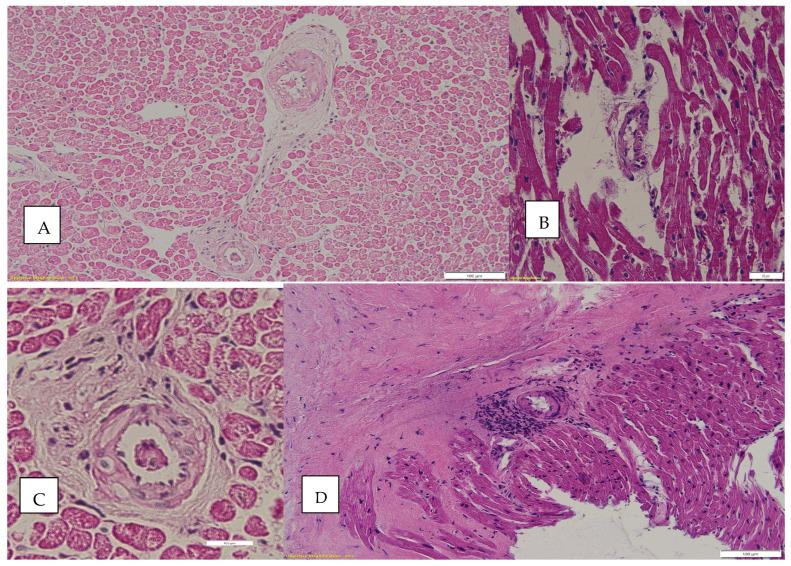 https://cdn.ncbi.nlm.nih.gov/pmc/blobs/1202/11505139/225399b3f3ff/biomedicines-12-02258-g004.jpg