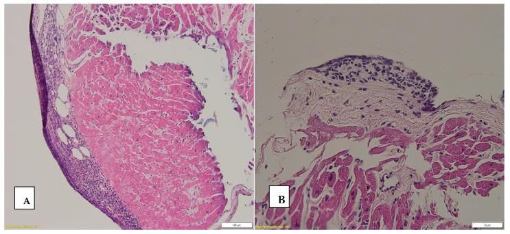 https://cdn.ncbi.nlm.nih.gov/pmc/blobs/1202/11505139/be1ae1083f25/biomedicines-12-02258-g003.jpg