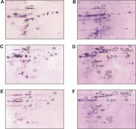 https://cdn.ncbi.nlm.nih.gov/pmc/blobs/1202/1762392/635e12e00d57/pone.0000040.g002.jpg