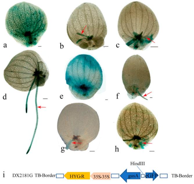 https://cdn.ncbi.nlm.nih.gov/pmc/blobs/1203/8232720/400c47a0ec79/ijms-22-06414-g006.jpg