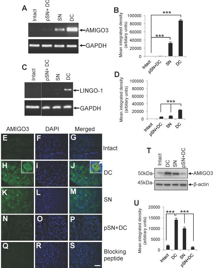 https://cdn.ncbi.nlm.nih.gov/pmc/blobs/1205/3628841/6b9b5eef0f2d/pone.0061878.g002.jpg