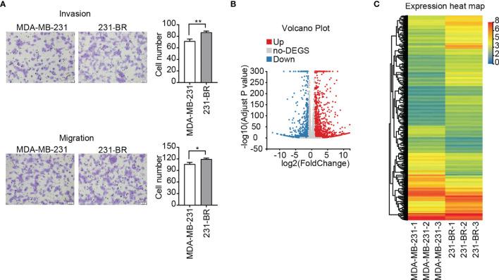 https://cdn.ncbi.nlm.nih.gov/pmc/blobs/1206/8792448/cddbe328b49f/fonc-11-784096-g001.jpg