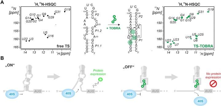 https://cdn.ncbi.nlm.nih.gov/pmc/blobs/1208/12407100/fa20b69d795c/gkaf817fig7.jpg