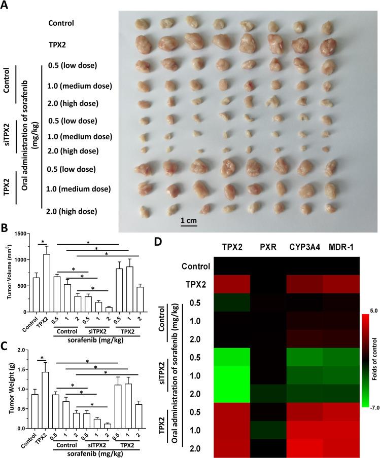 https://cdn.ncbi.nlm.nih.gov/pmc/blobs/120a/9883482/3f0d859eac1c/41419_2022_5537_Fig6_HTML.jpg