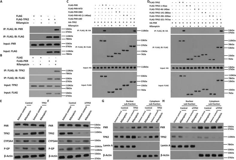 https://cdn.ncbi.nlm.nih.gov/pmc/blobs/120a/9883482/60f235ad0f9c/41419_2022_5537_Fig3_HTML.jpg