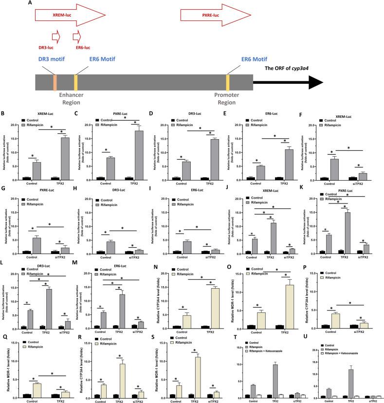 https://cdn.ncbi.nlm.nih.gov/pmc/blobs/120a/9883482/958df66433ae/41419_2022_5537_Fig2_HTML.jpg