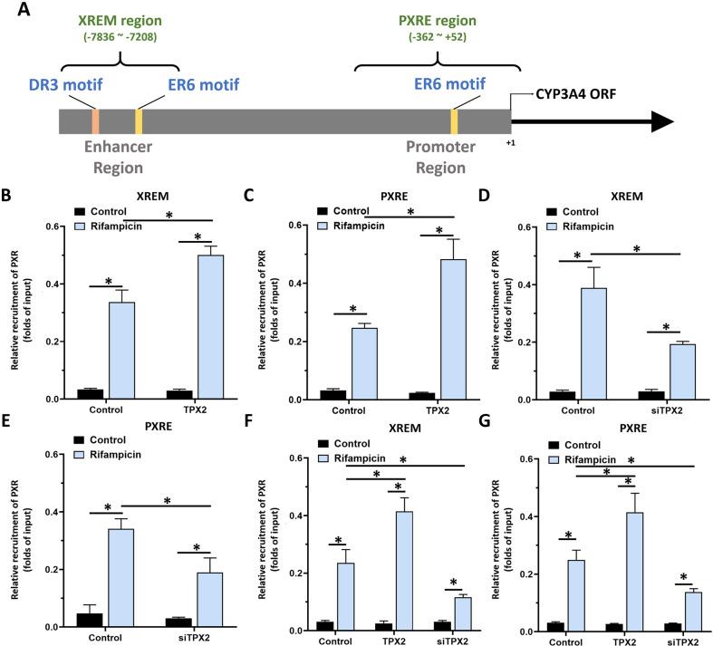 https://cdn.ncbi.nlm.nih.gov/pmc/blobs/120a/9883482/c6707a535569/41419_2022_5537_Fig4_HTML.jpg