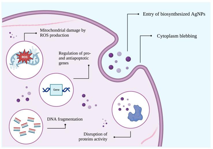 https://cdn.ncbi.nlm.nih.gov/pmc/blobs/120a/9953519/24d664582ddc/biomedicines-11-00389-g005.jpg