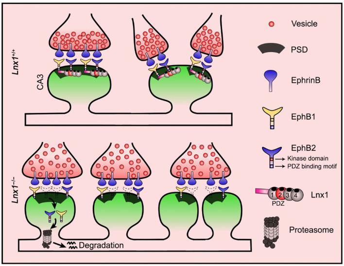 https://cdn.ncbi.nlm.nih.gov/pmc/blobs/120d/9070102/d83ba50fa170/fnmol-15-861873-g0005.jpg