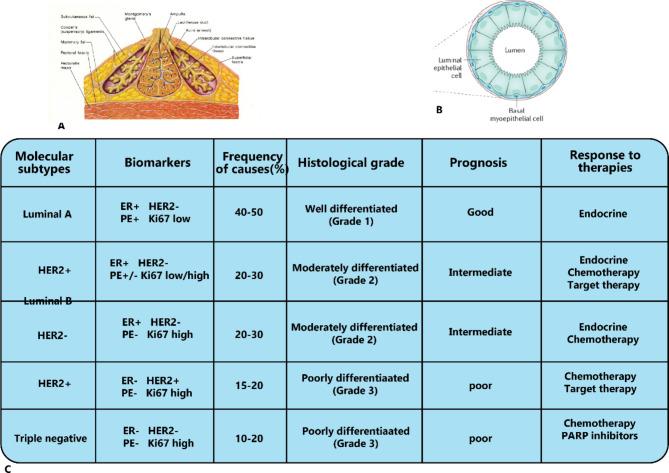 https://cdn.ncbi.nlm.nih.gov/pmc/blobs/1214/11749300/ca15a52d52af/12935_2025_3649_Fig1_HTML.jpg