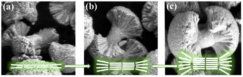 https://cdn.ncbi.nlm.nih.gov/pmc/blobs/1219/11357627/ce4b59c2528b/molecules-29-03846-g005.jpg