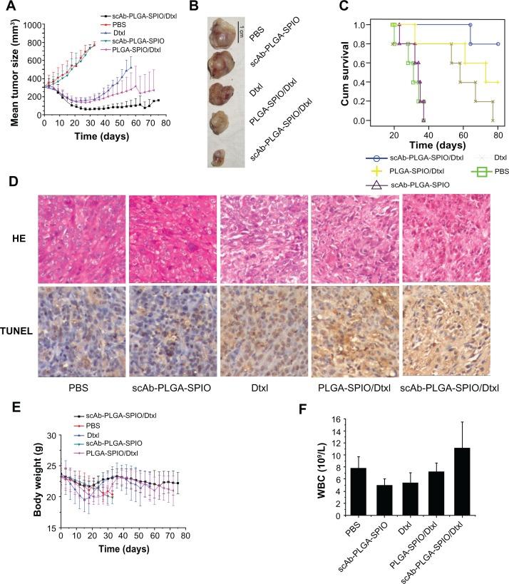 https://cdn.ncbi.nlm.nih.gov/pmc/blobs/121a/3415325/69564b5aa288/ijn-7-4037f7.jpg