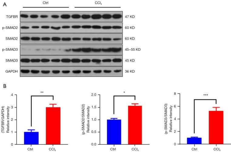 https://cdn.ncbi.nlm.nih.gov/pmc/blobs/121b/10113103/2f66499f0ae3/atm-11-06-259-f6.jpg