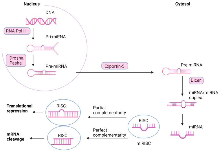 https://cdn.ncbi.nlm.nih.gov/pmc/blobs/1224/10742292/0165e92f558a/cimb-45-00595-g001.jpg