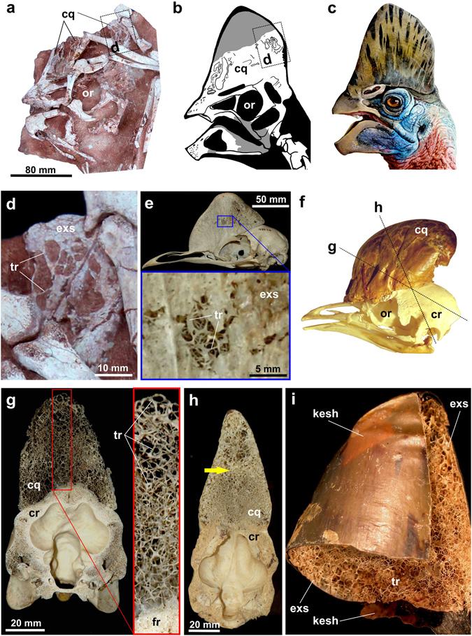 https://cdn.ncbi.nlm.nih.gov/pmc/blobs/1224/5532250/d20a96228d4e/41598_2017_5016_Fig2_HTML.jpg