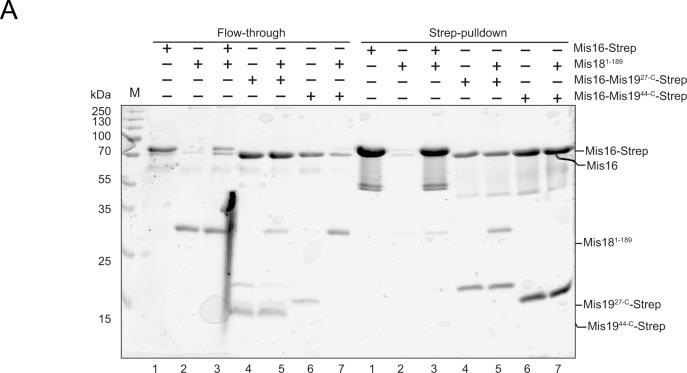 https://cdn.ncbi.nlm.nih.gov/pmc/blobs/1225/6677171/0d464aaf9214/LSA-2019-00408_FigS6.jpg