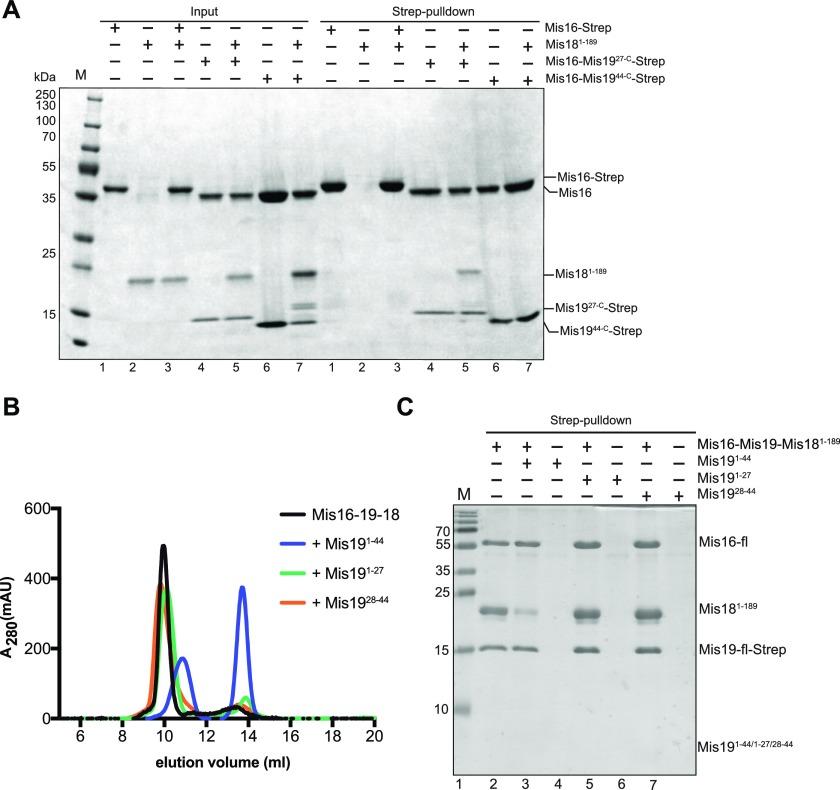 https://cdn.ncbi.nlm.nih.gov/pmc/blobs/1225/6677171/29efb7f43a3e/LSA-2019-00408_Fig6.jpg