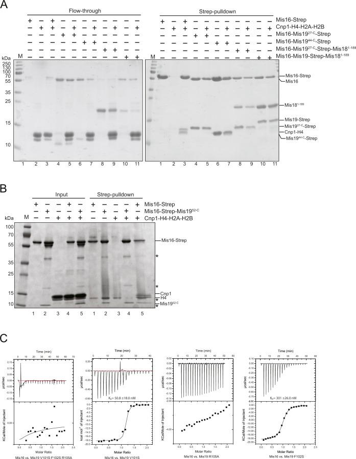 https://cdn.ncbi.nlm.nih.gov/pmc/blobs/1225/6677171/670002afae7d/LSA-2019-00408_FigS4.jpg