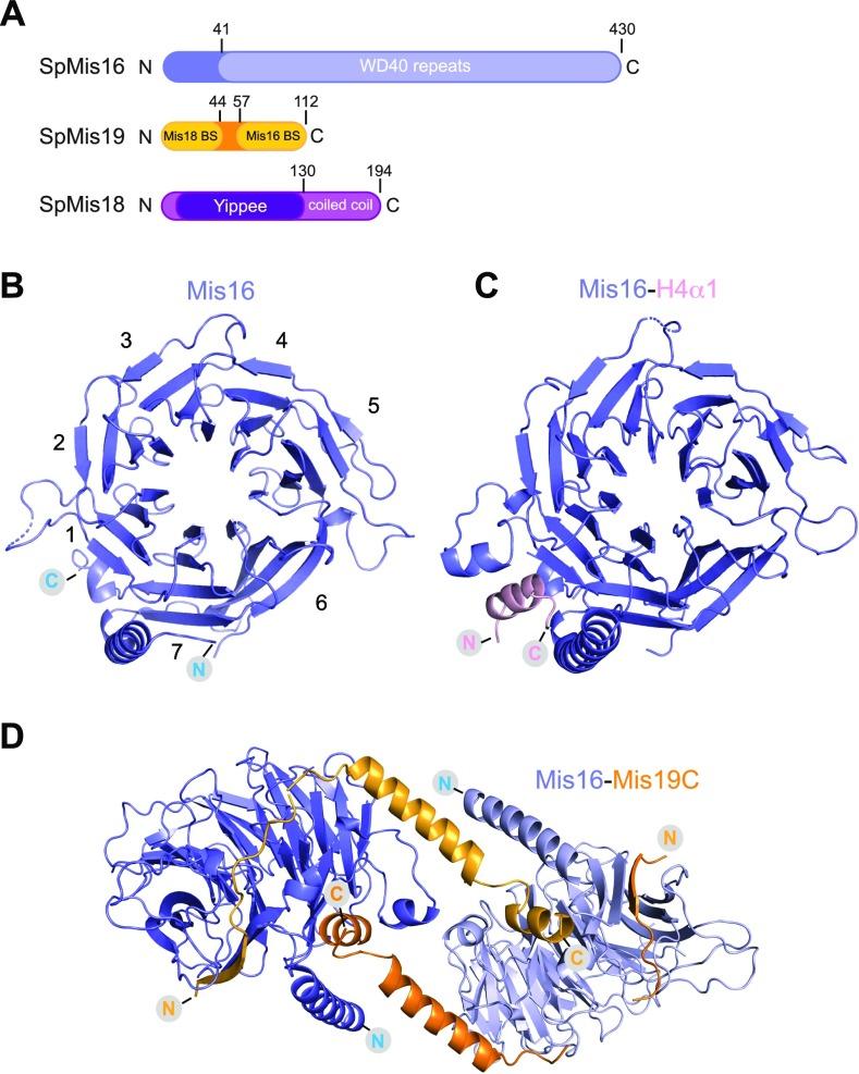 https://cdn.ncbi.nlm.nih.gov/pmc/blobs/1225/6677171/c6b7ac689a39/LSA-2019-00408_Fig1.jpg