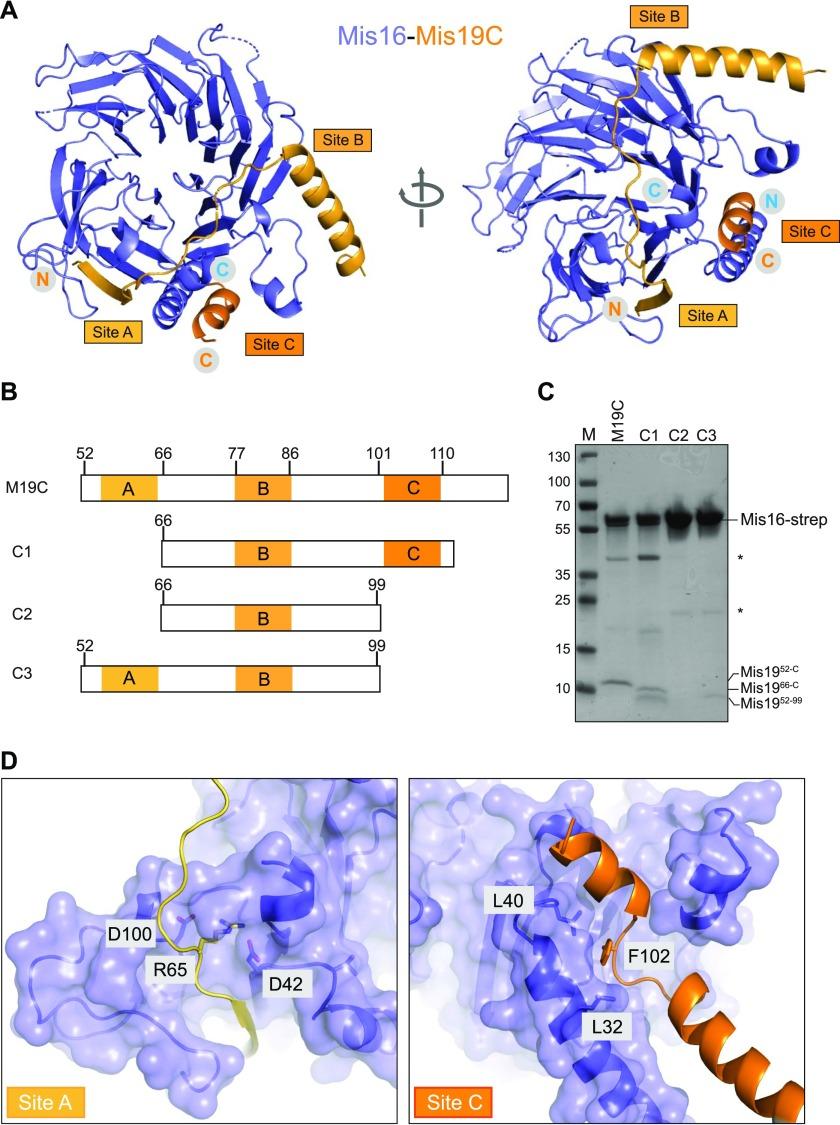 https://cdn.ncbi.nlm.nih.gov/pmc/blobs/1225/6677171/dad9e394b07e/LSA-2019-00408_Fig2.jpg