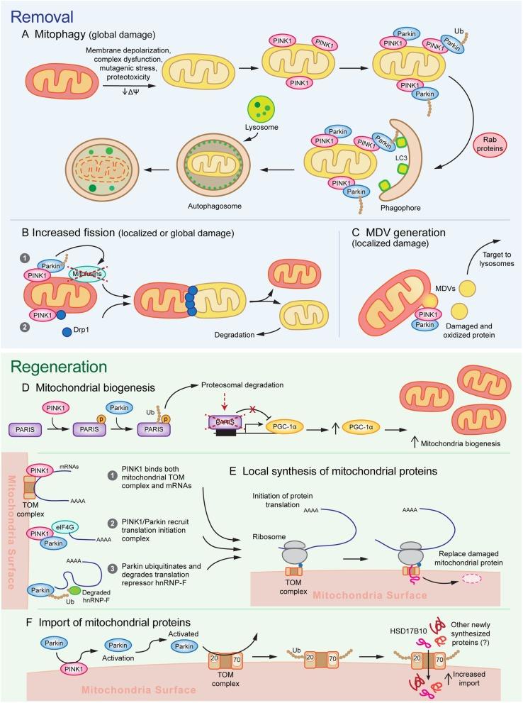 https://cdn.ncbi.nlm.nih.gov/pmc/blobs/1226/7071653/8f9f23c56038/13024_2020_367_Fig1_HTML.jpg
